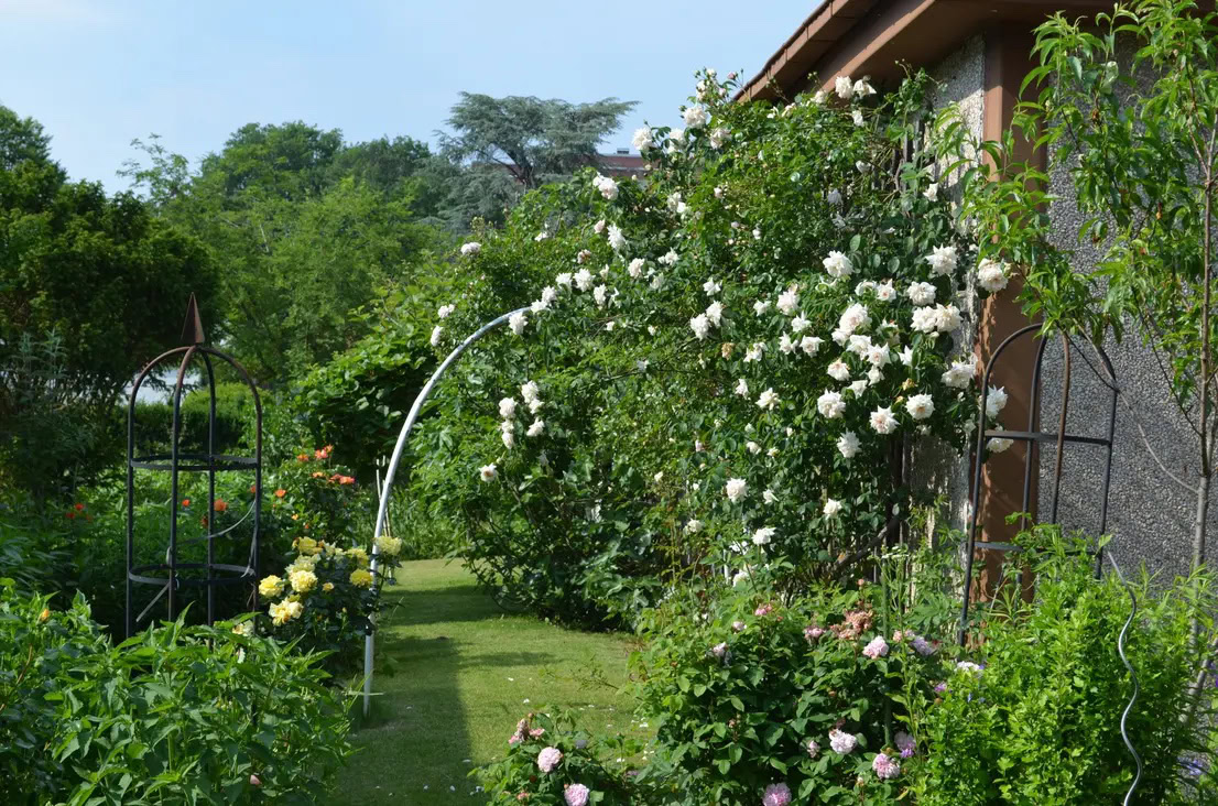 Blühender Garten mit Rosen und grünem Rasen.