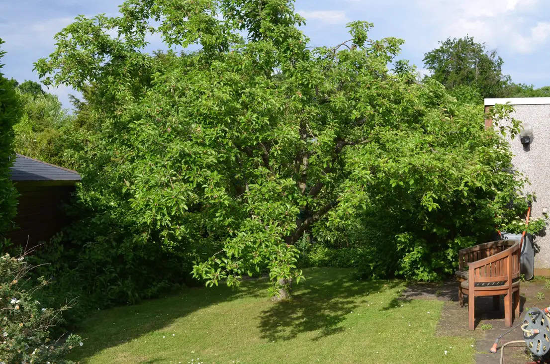 Grüner Baum im Garten neben Sitzbank