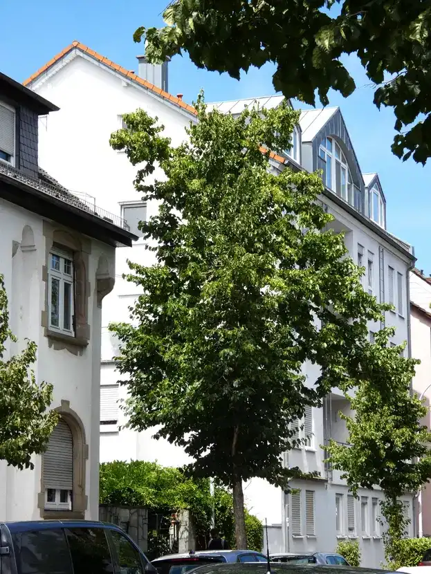 Baum vor Stadthäusern an sonnigem Tag