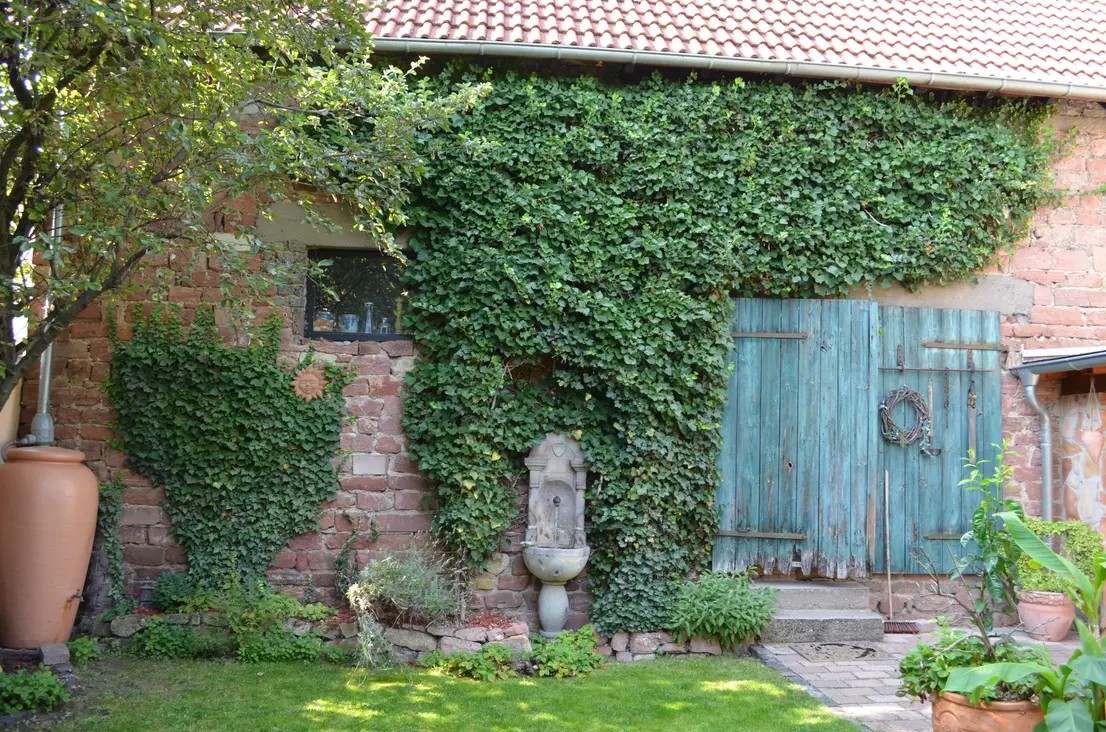 Efeu bedeckte Wand mit altem Brunnen und Tür.