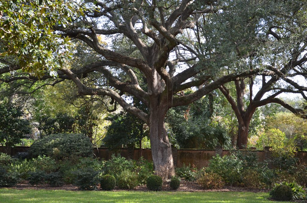 Großer Baum in einem grünen Garten