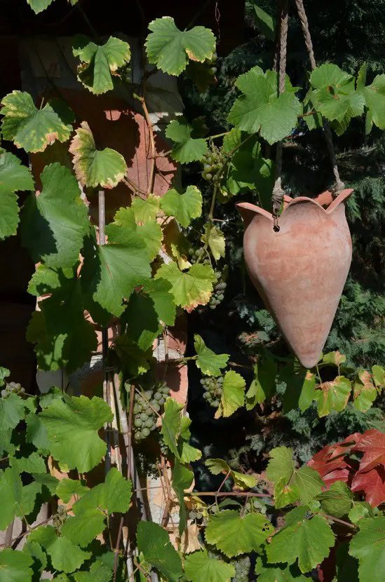 Weinrebe mit Tonkrug im Garten